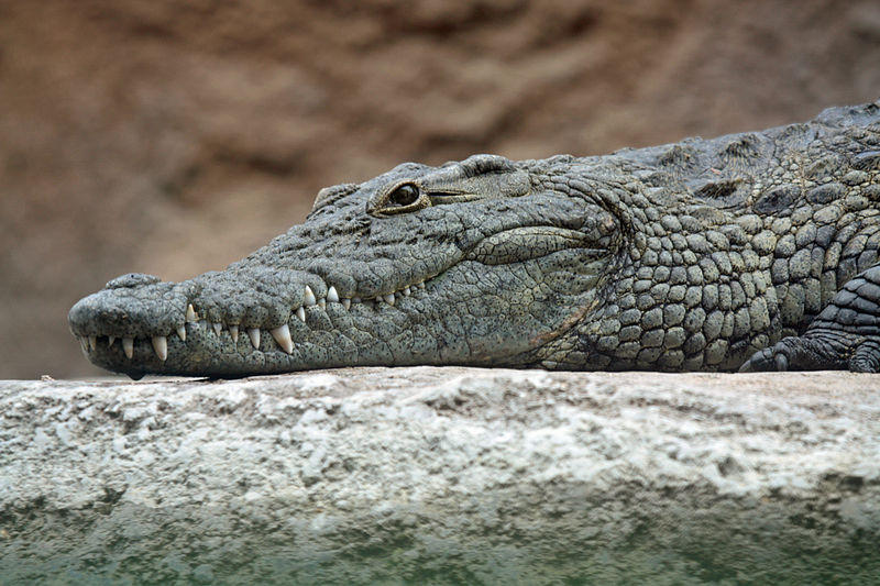 Crocodil, Foto: Wikipedia