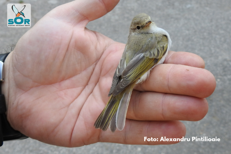 Specie noua de pitulice, Foto: Societatea Ornitologica Romana