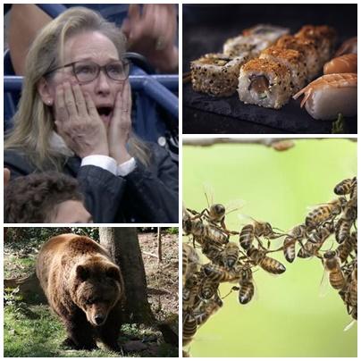 Faze tari, Foto: Colaj foto