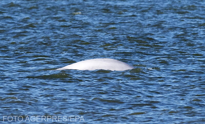 Beluga, Foto: Agerpres/EPA