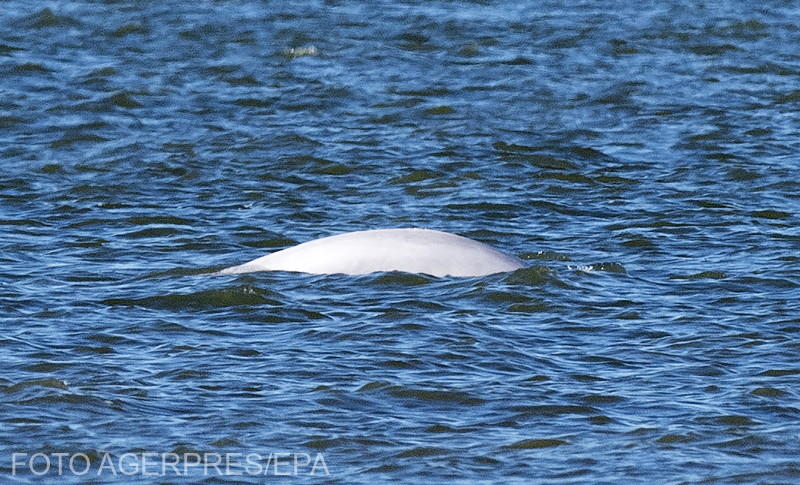 Beluga, Foto: Agerpres/EPA