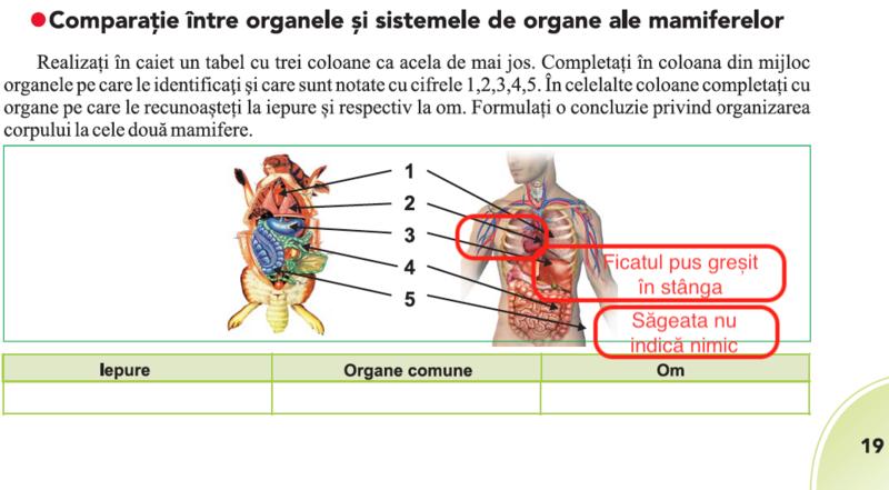Organele omului, indicate gresit in manualul de Biologie de clasa a VI a, Foto: Manuale.edu.ro