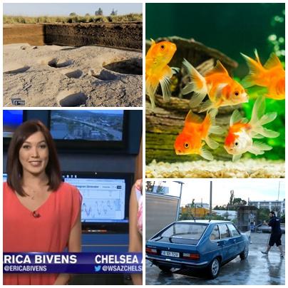 Faze tari, Foto: Colaj foto