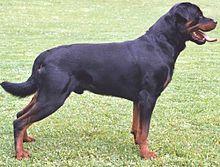Rottweiler, Foto: Wikipedia