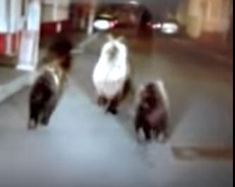 Ursi in Fagaras, Foto: Captura YouTube