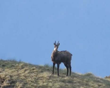 capra neagra, Foto: Captura video