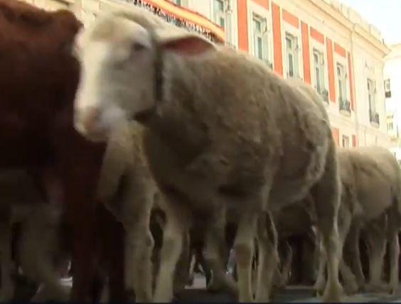 Turme de oi in Madrid, Foto: Captura YouTube