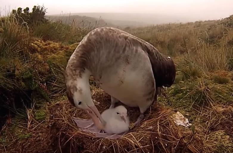 Albatrosul Tristan da Cunha, Foto: Captura YouTube