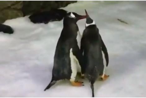 Sphen si Magic, Foto: Captura video