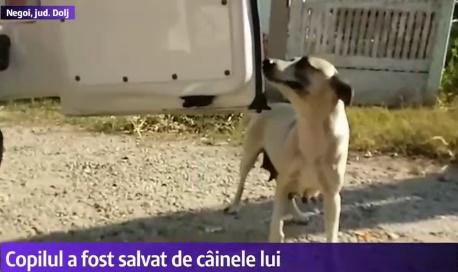 Copilul disparut a fost insotit tot timpul de catelusa lui, Foto: Captura Digi 24