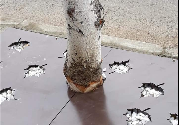 copaci ciopliti, Foto: Gigel Stirbu Facebook