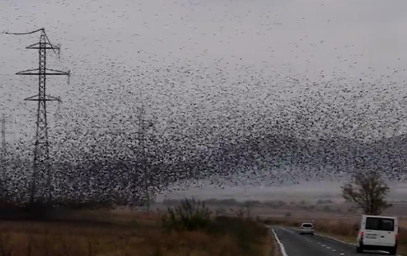 Imagini spectaculoase cu un stol de grauri, Foto: Captura video Facebook