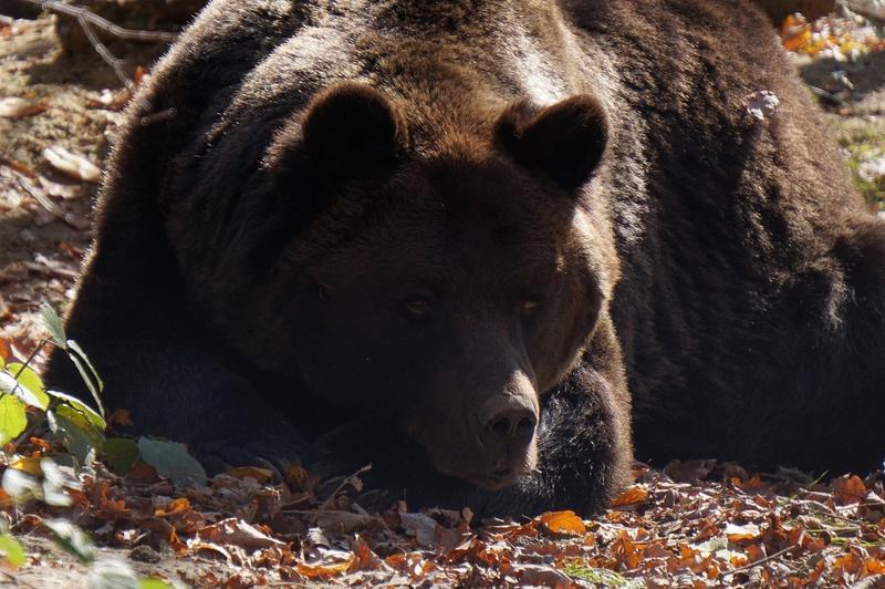 ursul Max, Foto: Asociatia milioane de prieteni