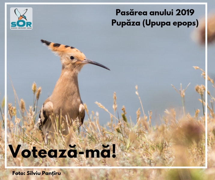 Pupaza 1, Foto: Societatea Ornitologica din Romania