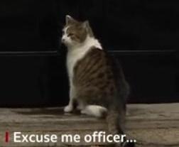 Un motan cu greutate, Foto: Captura BBC