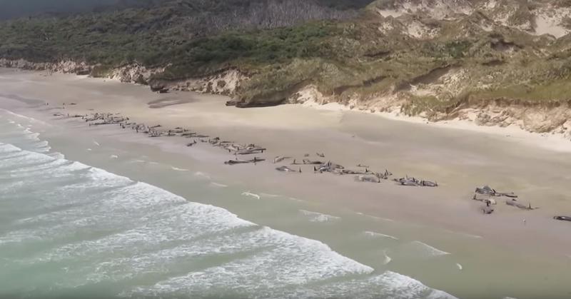 Balene pilot moarte pe plaja, Foto: Captura YouTube