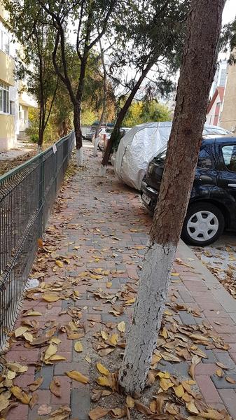 Copaci trotuar Str. Petre Ionescu 2, Foto: Hotnews