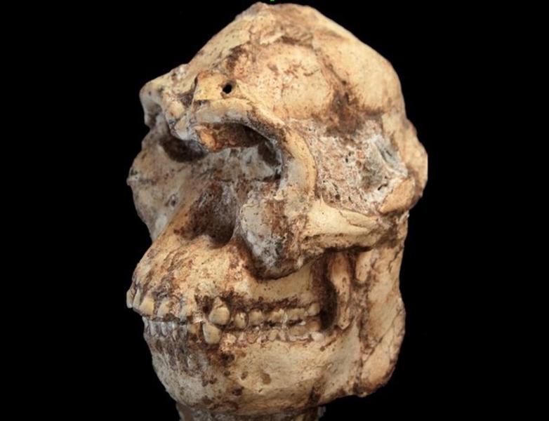 Craniul lui Picior Mic (Foto: Universitatea Witwatersrand), Foto: