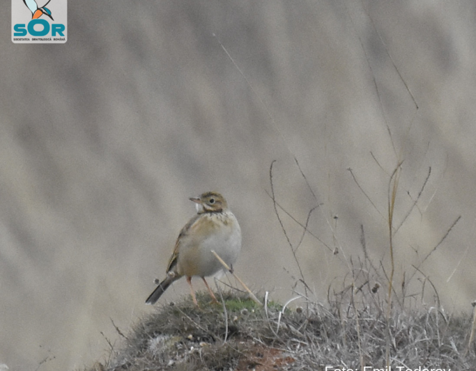 Anthus richardi, Foto: Societatea Ornitologica Romana