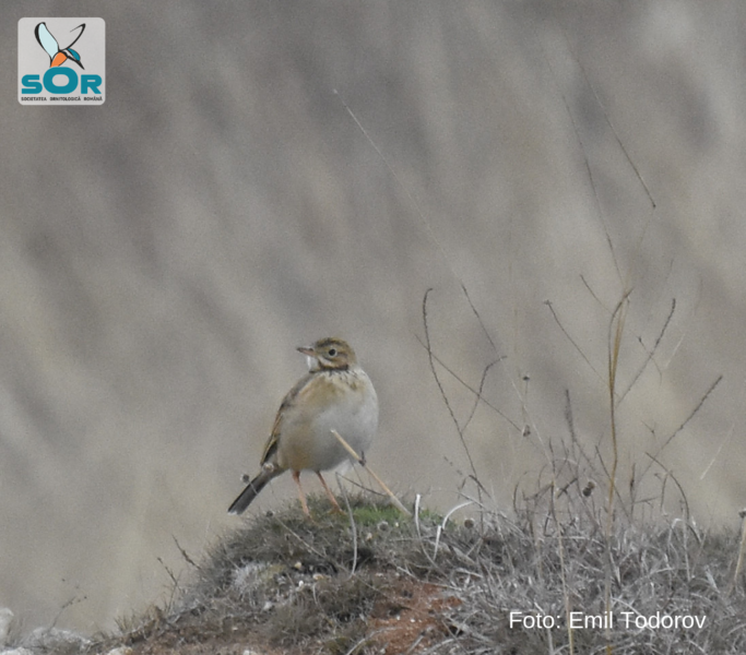 Anthus richardi, Foto: Societatea Ornitologica Romana