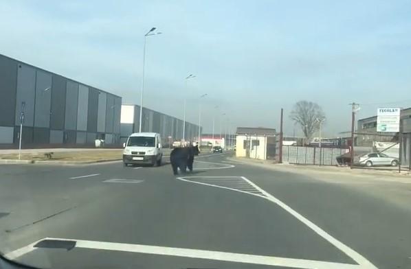 Urs in Brasov, Foto: Captura video