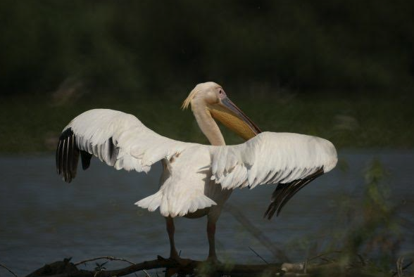 Pelecanus onocrotalus, Foto: Doru Panaitescu