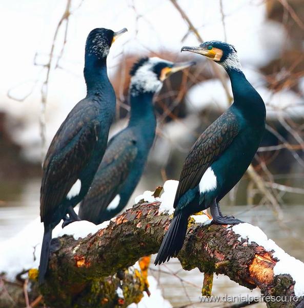 Cormoran mare 3, Foto: Daniel Petrescu_Societatea Ornitologica Romana