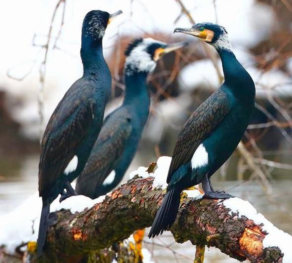 Cormoran mare 3, Foto: Daniel Petrescu_Societatea Ornitologica Romana