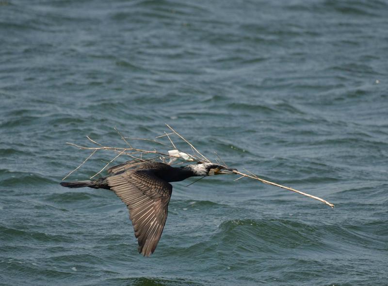 Cormoran mare, Foto: Emil Todorov/Societatea Ornitologica Romana
