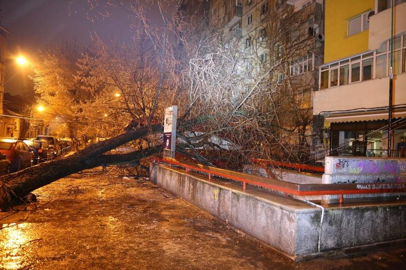 copac căzut la metrou Stefan Cel Mare, Foto: ISU Bucuresti-Ilfov