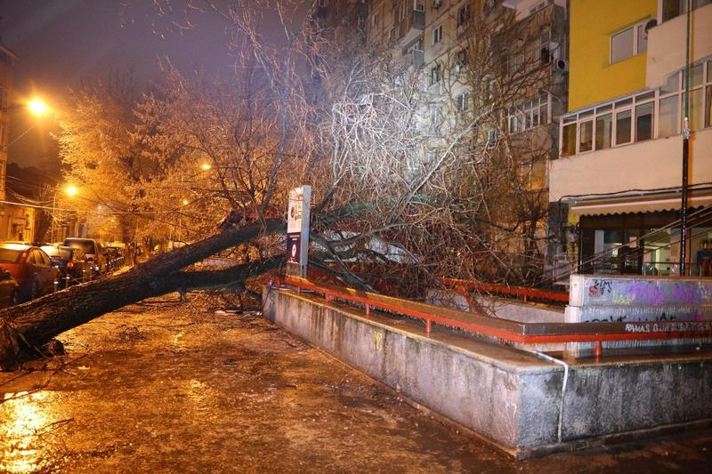copac căzut la metrou Stefan Cel Mare, Foto: ISU Bucuresti-Ilfov