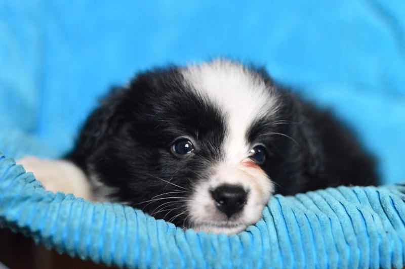 Numele de canisa este Legend New Gold Box, Foto: Salvamont