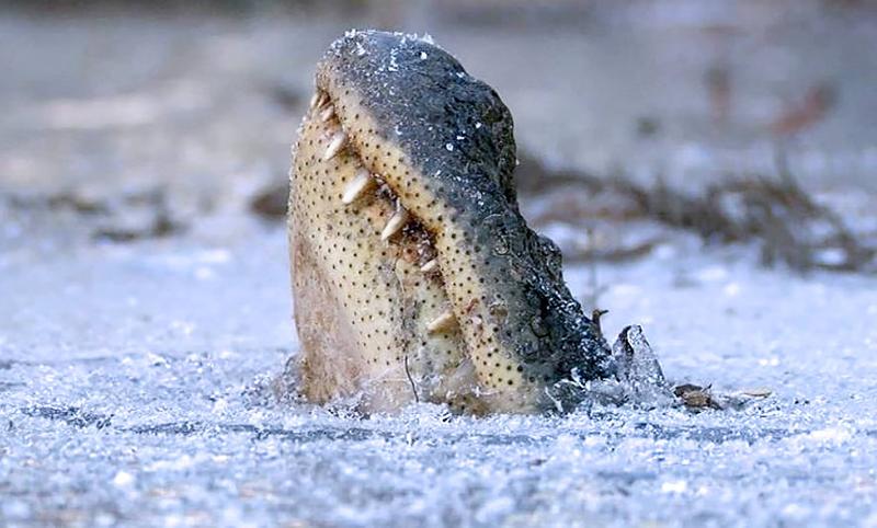 Aligatori Carolina de Nord, Foto: Hotnews