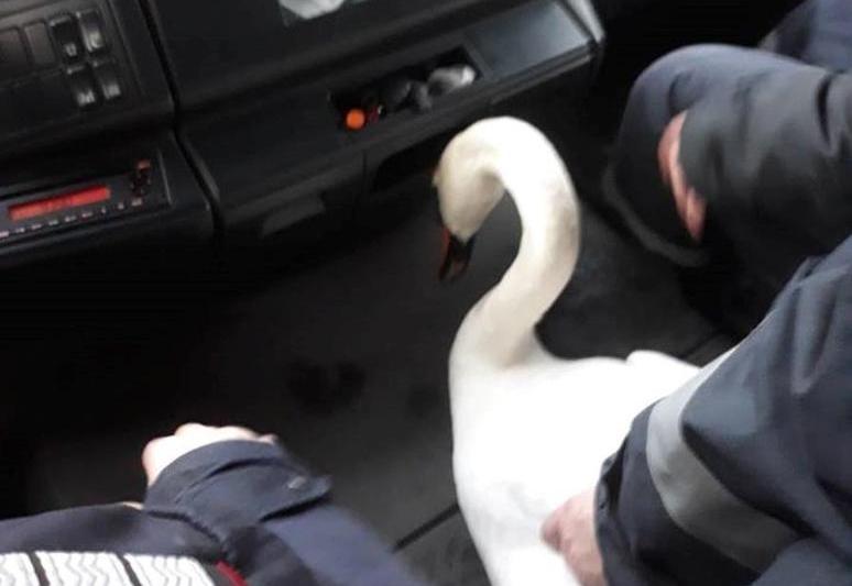 Lebada, Foto: ISU Bihor