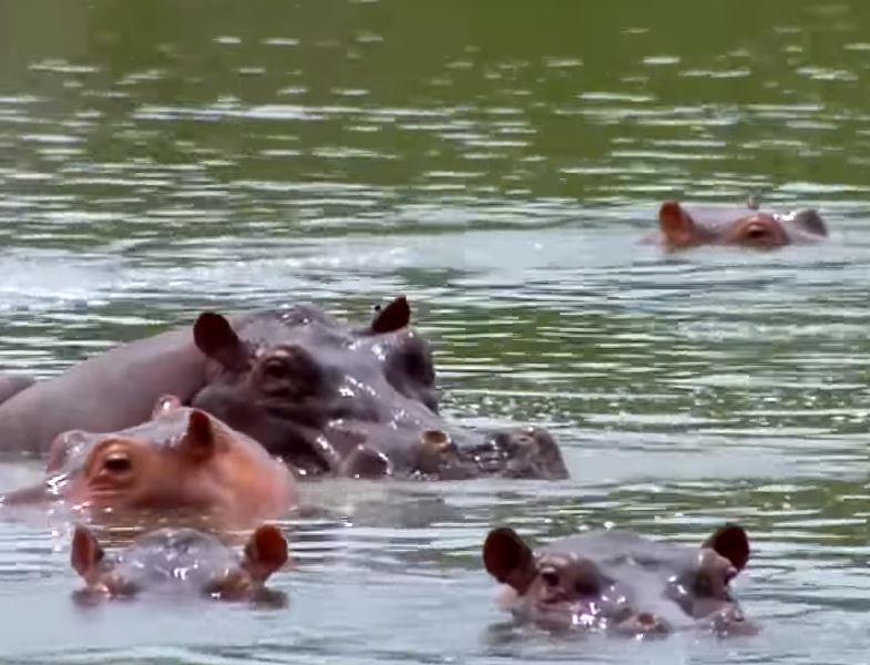Hipopotamii, ciudata mostenire a lui Escobar, Foto: Captura YouTube