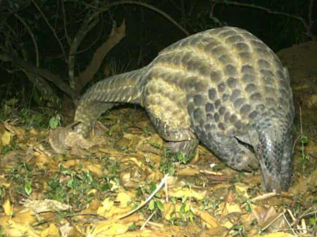 Pangolin gigant, Foto: Chester Zoo