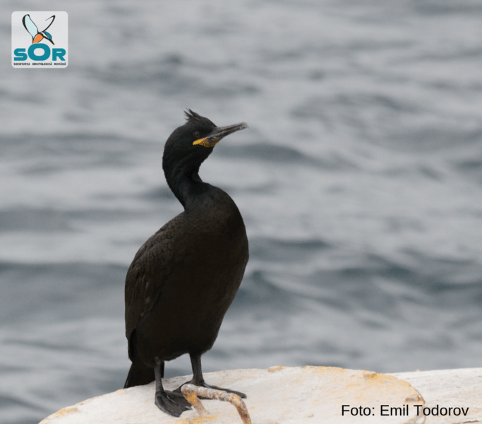 Cormoranul motat, Foto: Societatea Ornitologica Romana