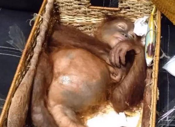 Urangutan, Foto: Captura YouTube