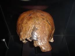 Homo erectus, Foto: Wikipedia