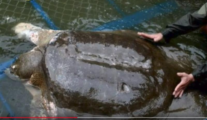 broasca testoasa Yangtze, Foto: Captura YouTube