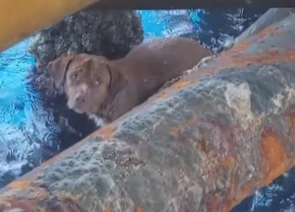 catel, Foto: Captura YouTube