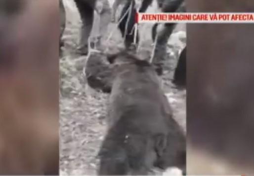 Urs, Foto: Captura video