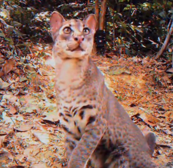 Caracal aurata, Foto: Captura YouTube