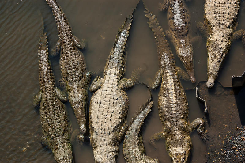 Pod de crocodili, Foto: Flickr