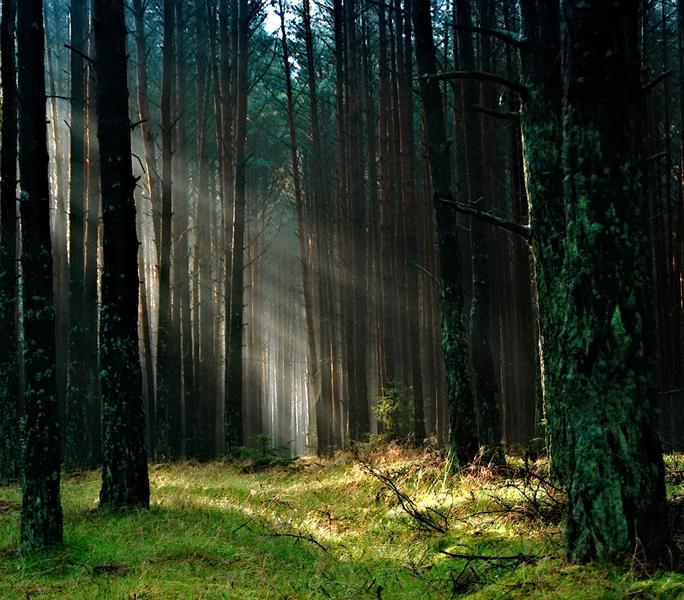 padure, Foto: Pexels