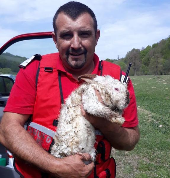 Pompierul Nelu si iepurasul, Foto: Facebook/ ISU Bistrita - Nasaud