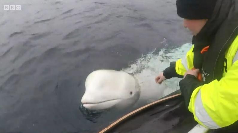 Beluga spion, Foto: Captura BBC