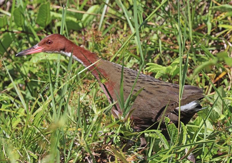 carstel cu gat alb, Foto: Wikipedia