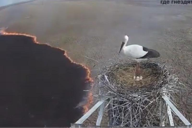 barza, cuibul si incendiul, Foto: Captura video