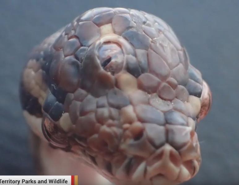 sarpe cu trei ochi, Foto: Captura YouTube